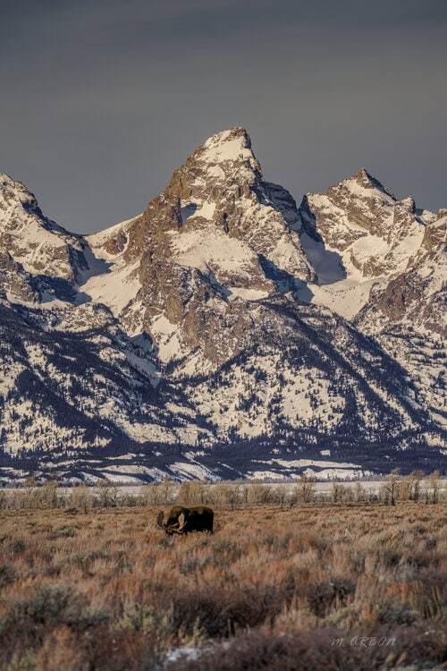 Bull Moose Under Tetons